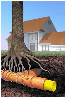 Killing roots 2024 in drains